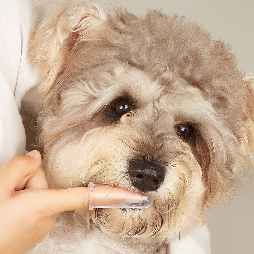 DOG'S DENTAL TOOTHBRUSH