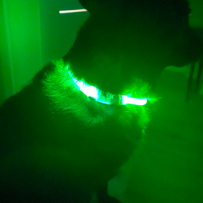 GLOWING DOG COLLAR