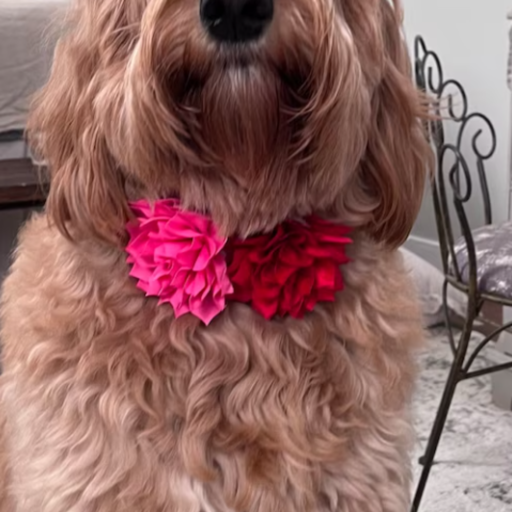 FLOWER DOG COLLAR (6 Flowers Bundle)