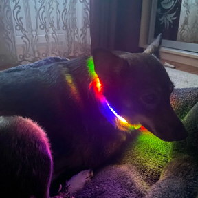 GLOWING DOG COLLAR