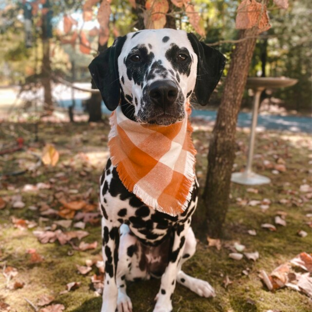 FALL DOG BANDANA