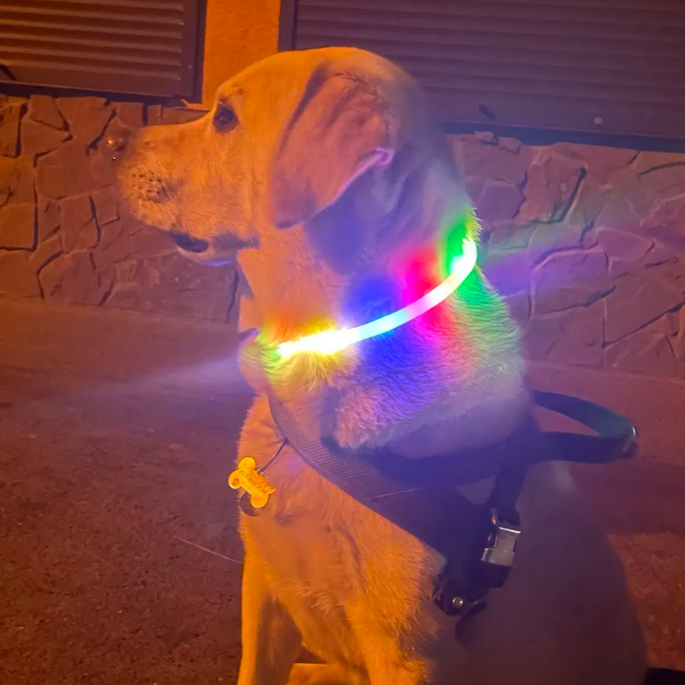 GLOWING DOG COLLAR