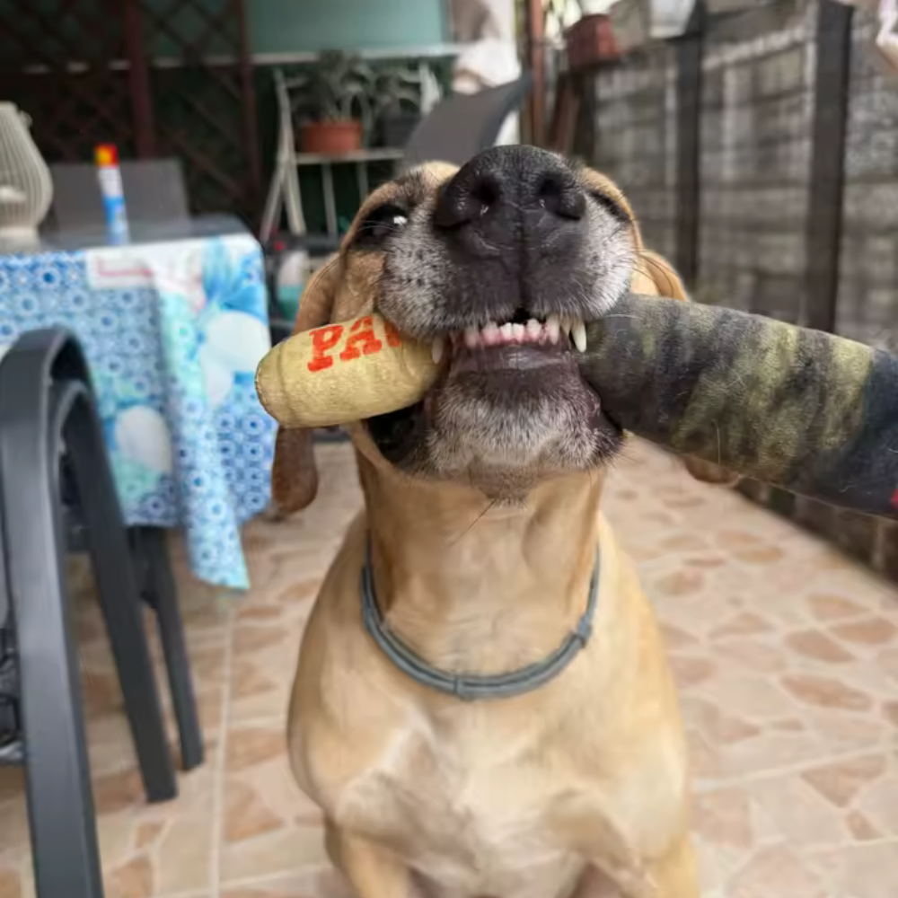 Pawgars™ | Cigar Chew Toy