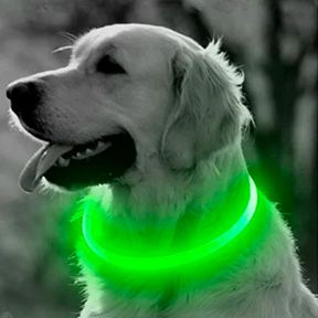 GLOWING DOG COLLAR