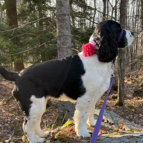 FLOWER DOG COLLAR (6 Flowers Bundle)