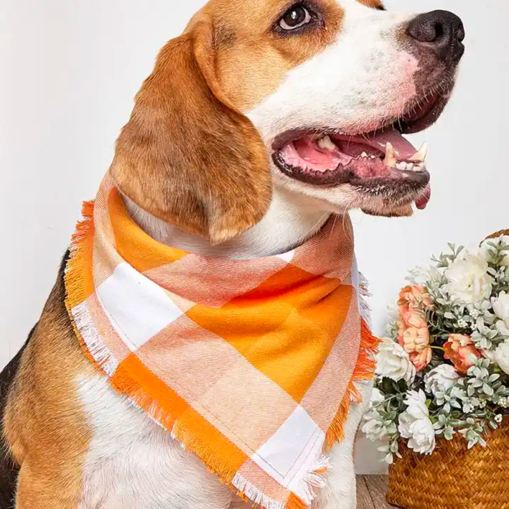 FALL DOG BANDANA