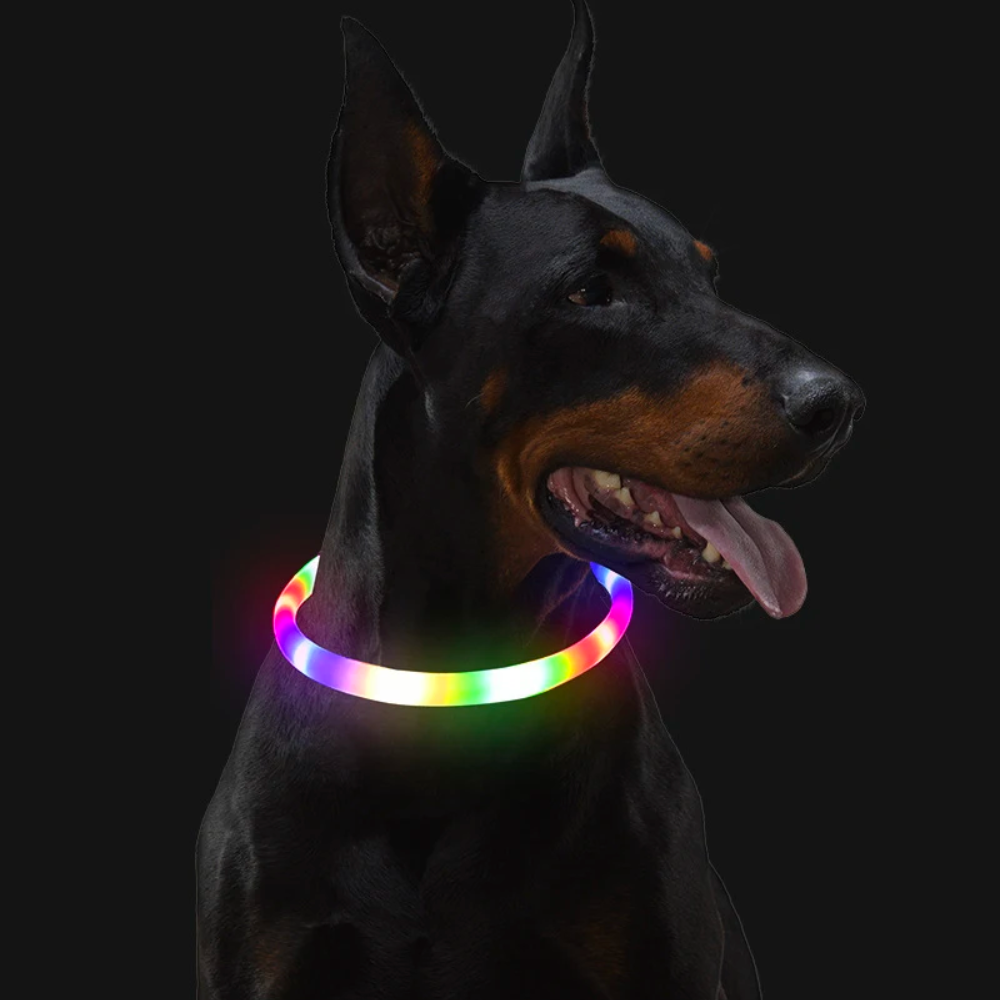 GLOWING DOG COLLAR