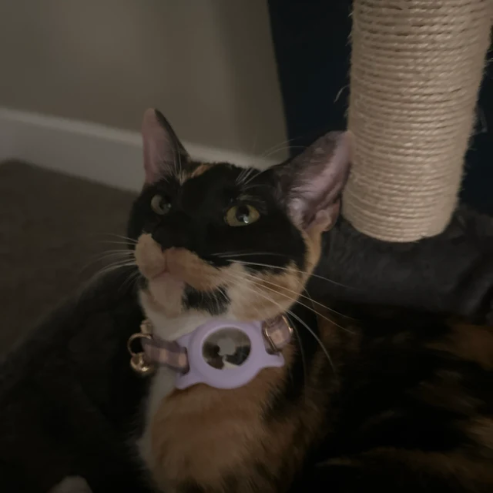 PET COLLAR AIRTAG HOLDER