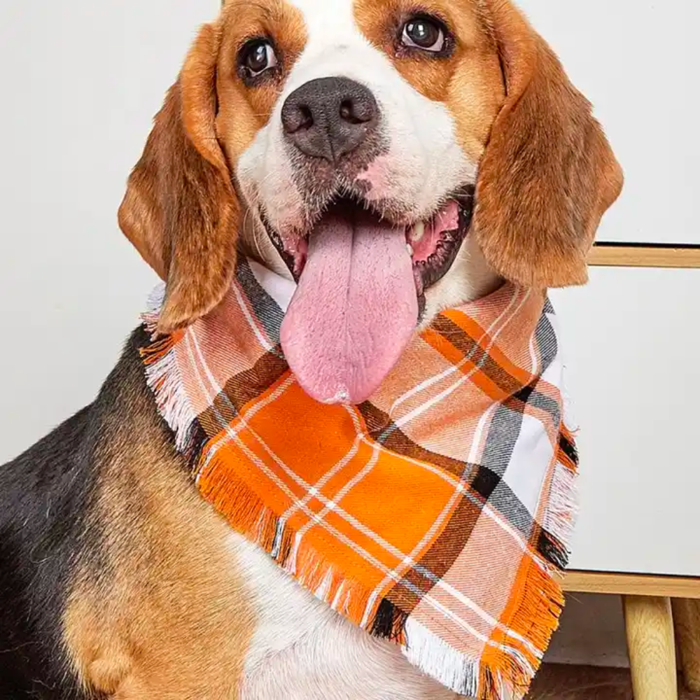 FALL DOG BANDANA