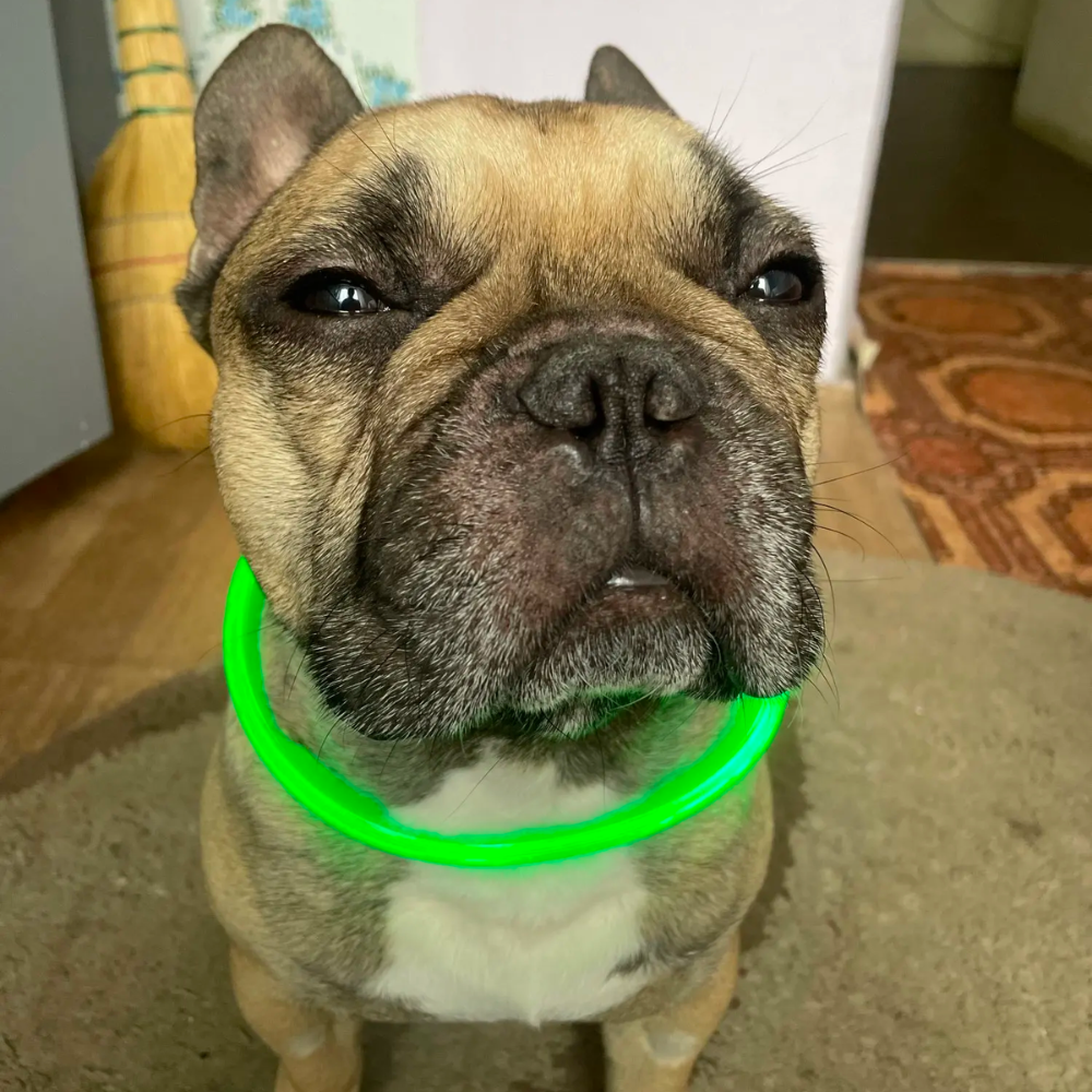 GLOWING DOG COLLAR