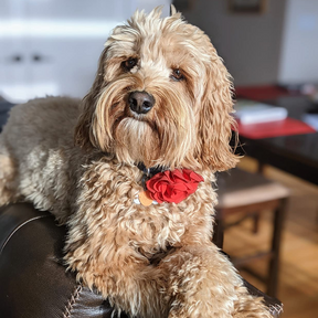 FLOWER DOG COLLAR (6 Flowers Bundle)