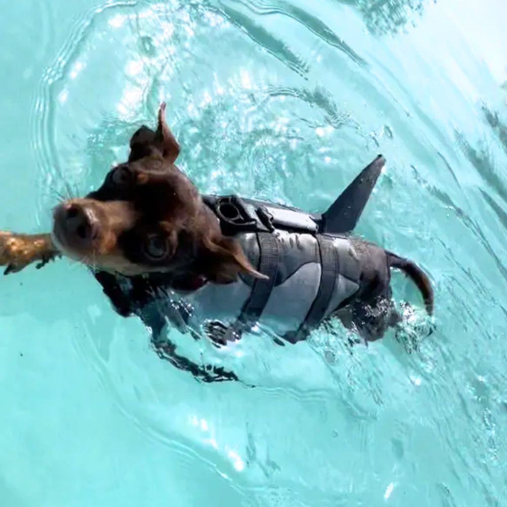 DOGGIE SHARK LIFE VEST