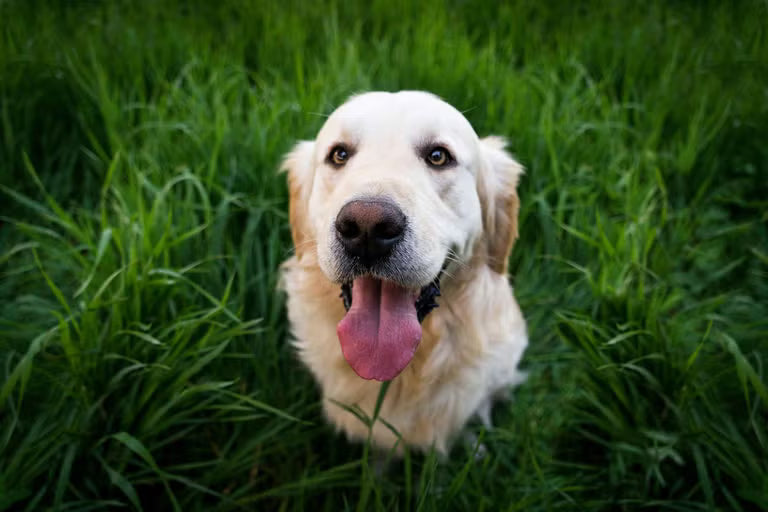 files/golden-retriever-cum-sa-ingrijesti-un-caine-golden-retriever-2.avif