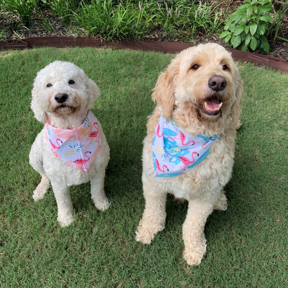 SUMMER DOG BANDANA